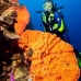 sponge_orange_sr_v_0705_png0193.jpg